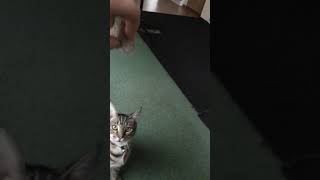 Funny Cat videos