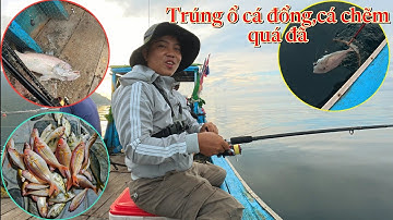 CÂU CÁ BIỂN KHƠI | Anh em Thịnh câu được đủ loại cá, cá đổng, cá chẽm, cá bò da.