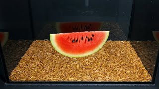 10000 Mealworms VS Watermelon Strawberry and Bread - Time Lapse [4K]