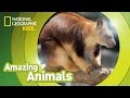 Tree Kangaroo Facts and Trivia