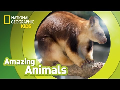 Video: Tree kangaroo is an amazing animal