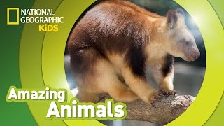 Tree Kangaroo | Amazing Animals Tree Kangaroo | Amazing Animals