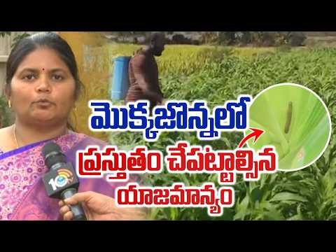 Maize Management | మొక్కజొన్నలో ప్రస్తుతం చేపట్టాల్సిన యాజమాన్యం | Fertilizer & Weed | Matti Manishi - 10TVNEWSTELUGU