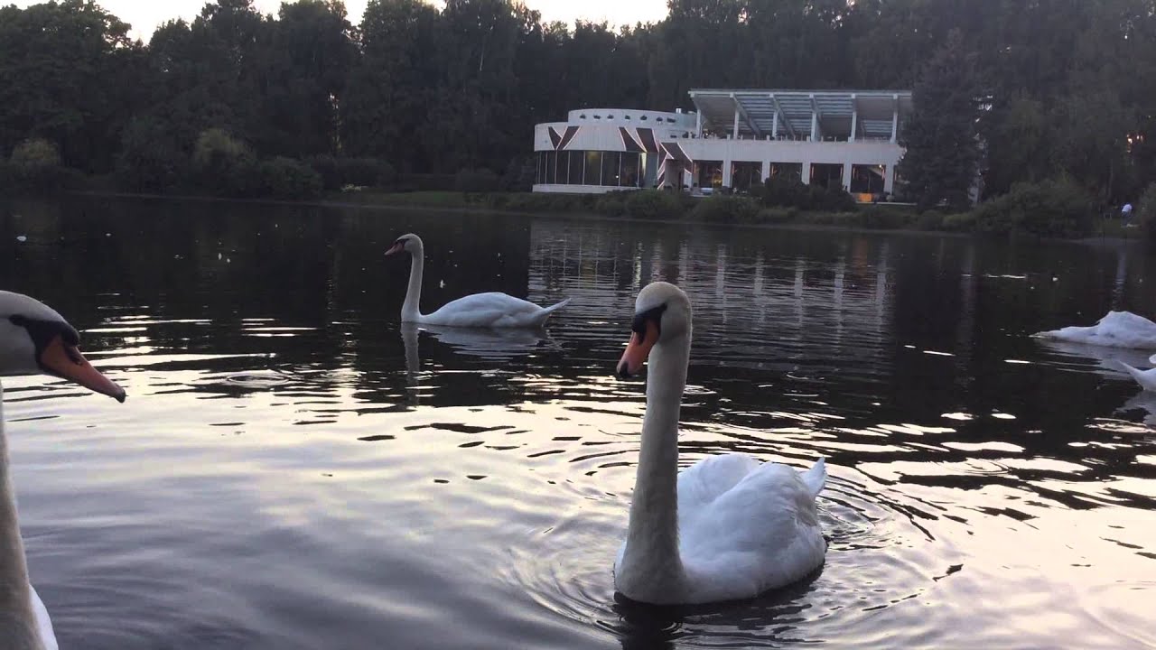 Il lago die cigni ресторан в Санкт-Петербурге