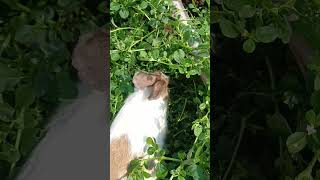 #khargosh #pyara #cute #sa #my#bunny #🍀☘️😋🐰🐰🐰🐰☘️☘️