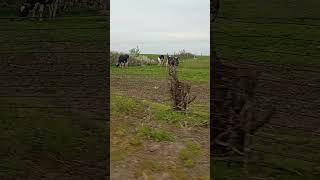 En Rumania bebemos la leche directamente de la fuente #rumania #leche #naturaleza #granja