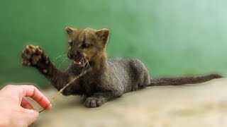 Playing with an adorable rescued jaguarundi