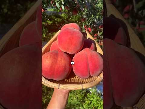 Top 7 Fruit Trees You Should Have in Your Backyard