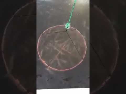 شاهد ماذا وجدو داخل شبكة الصيد التقليدية اللهم رزقنا الحلال