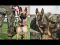 Extreme trained and disciplined belgian malinois  military dogs  best of belgian malinois