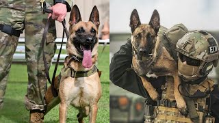 Extreme Trained and Disciplined Belgian Malinois | Military Dogs | Best of Belgian Malinois
