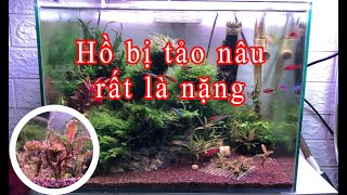 Trị tảo nâu cho hồ rêu minitaiwan - Thủy sinh chia sẻ