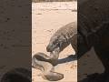 komodo menyedot belut monster😱