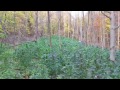 Marijuana in Chequamegon-Nico...  Forest