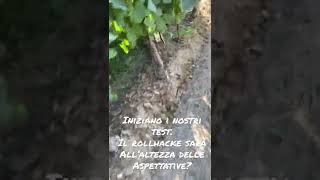 Proviamo Il Rollhacke Della Braun