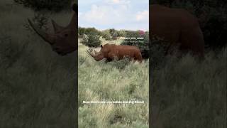 We have one truly incredible bull on offer for 2026. Don't hesitate to contact us!