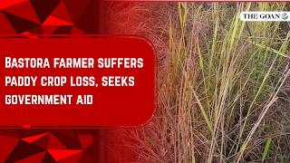 Bastora farmer suffers paddy crop loss, seeks government aid