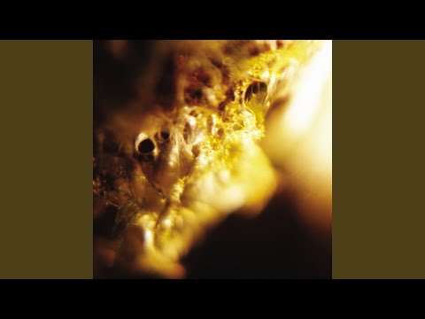 Jodis — Awful Feast