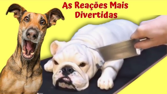 🐱Animais Engraçados Fofos E Falantes Tente Não Rir!!! 😁