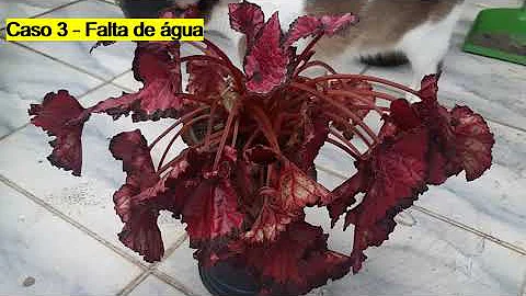 Como cuidar de uma Begonia rex?