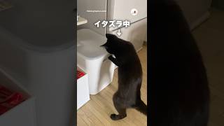 夢中でイタズラする猫を凝視してたら｜PECO