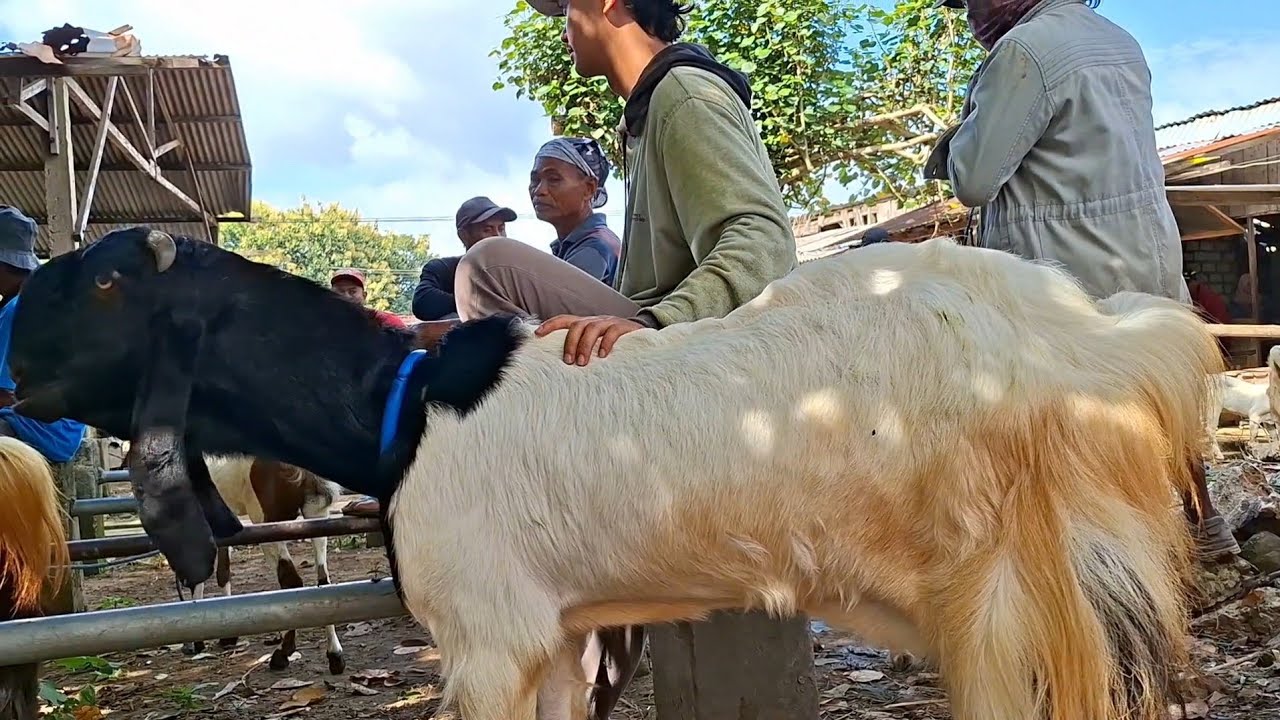 750 rb✅️INDUKAN PE SUPER KEPALA ONTA|harga murah|pasar kambing jatirogo