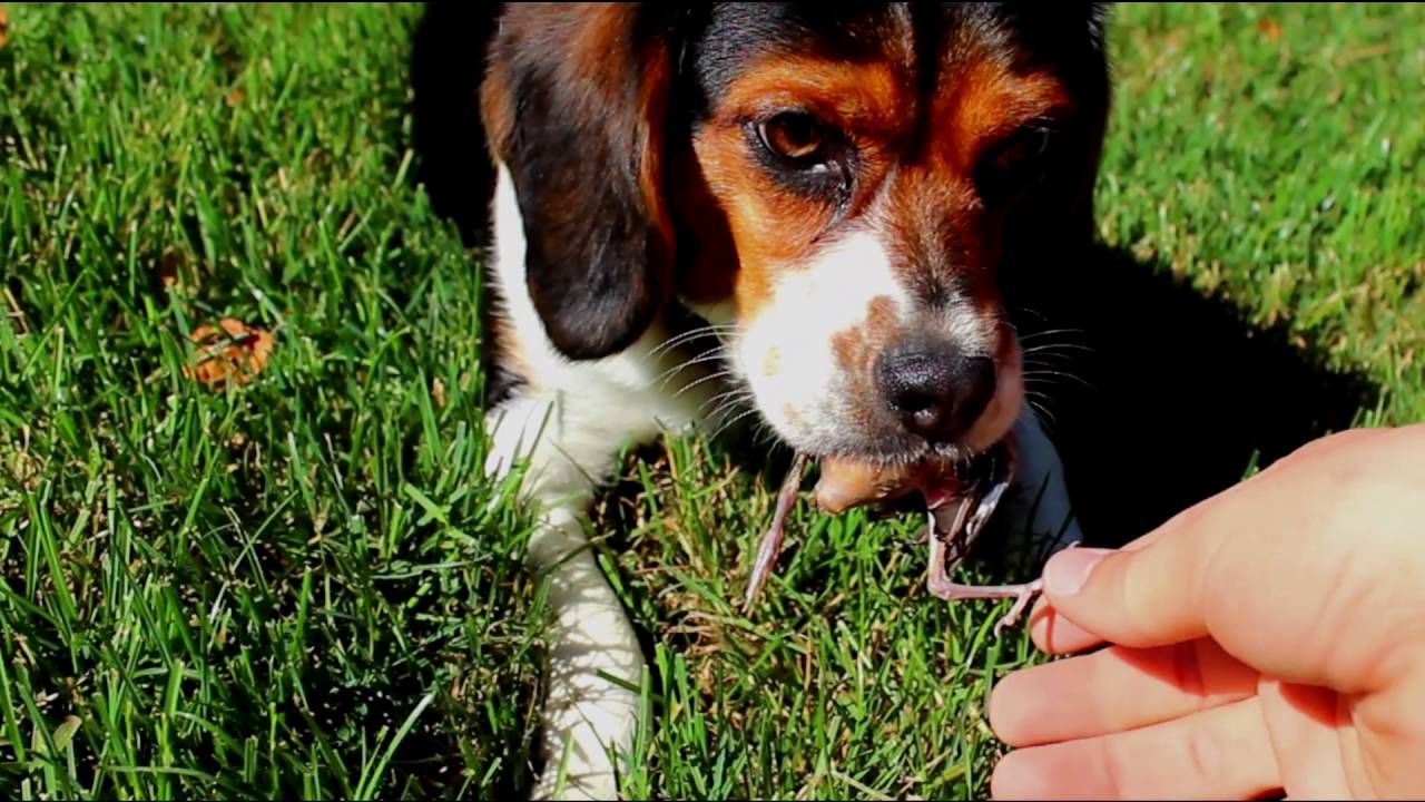 Piper found a bird YouTube