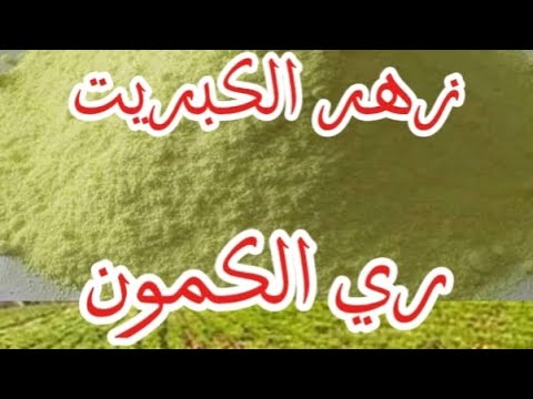 ري الكمون و الإزهار زهر الكبريت واستخداماته على الكمون