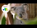 Releasing Muffin Cinderella Back Into The Wild Izzy S Koala World Releasing Muffin Cinderella Back Into The Wild Izzy S Koala World