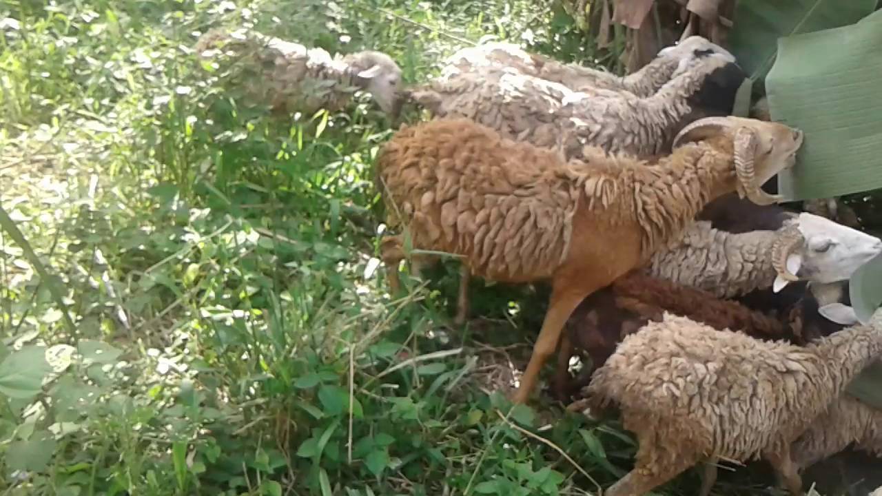 My ishana farm, domba makan daun pisang - Princess Ni Luh - YouTube