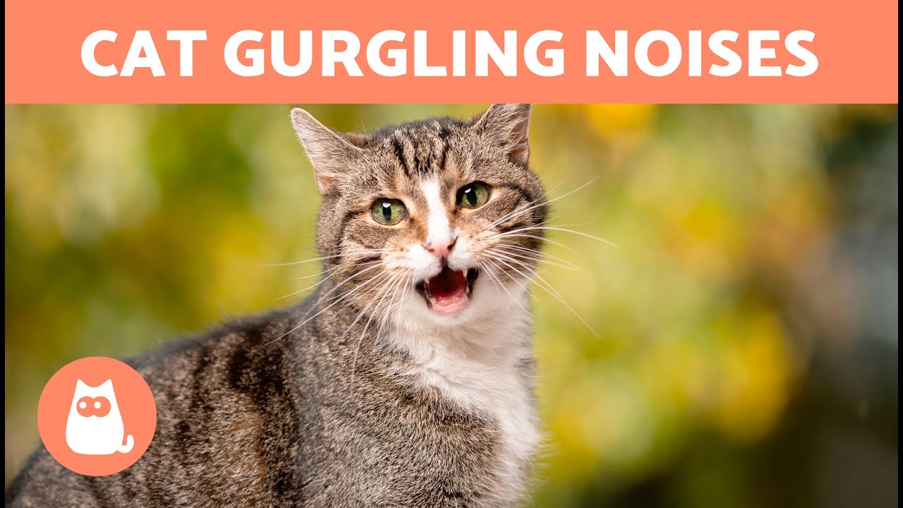 Causes Of Laryngitis in Cats & What to Do