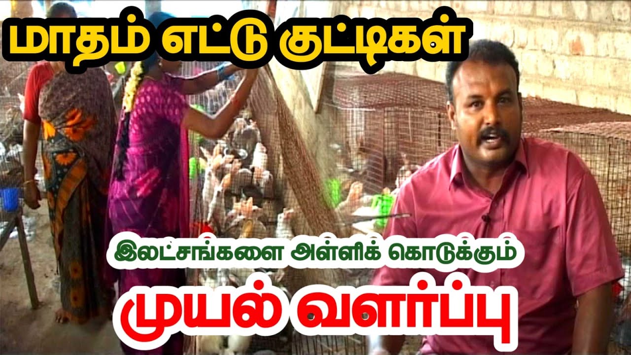 முதலீடோ குறைவு... லாபமோ அதிகம்... முயல் வளர்ப்பில் இத்தனை விசயங்கள் இருக்கா.? | Rabbit Farm Secret