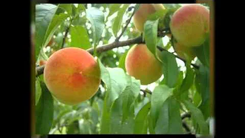 Home For Sale in Wilder Idaho