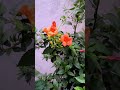 "Blooming with grace."#GardenLife #RedFlowers #FloralBeauty #MyGarden #NatureLovers