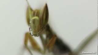 Micro Mantis! Yersiniops sphodronica L1