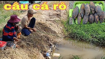 t77 câu cá rô trên ruộng lúa.thưởng thức bữa cơm với cá rô nướng