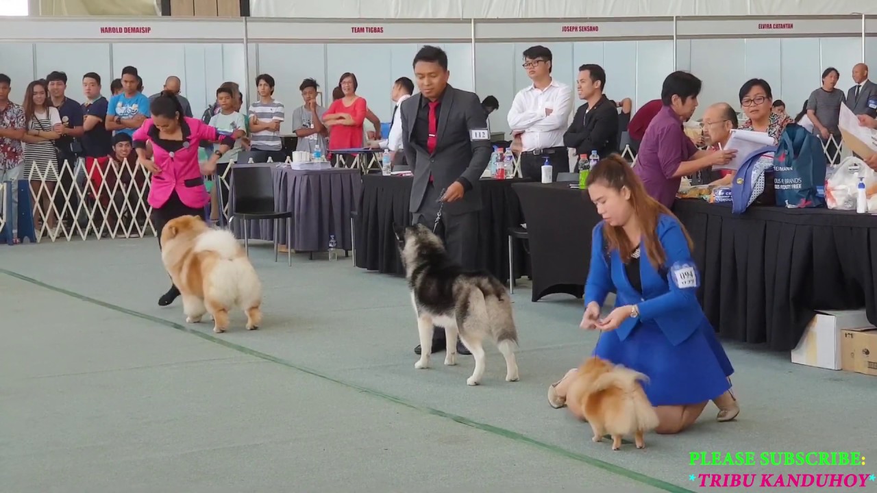 ***Dog Show At Sm Mall Srp - Cebu City, Cebu, Philippines***