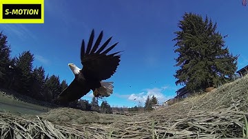 Eagle Landing - Slow Motion