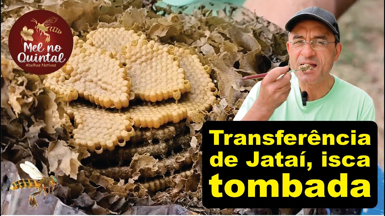 Abelha Jataí, não faça a transferência sem ver esse vídeo!