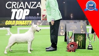 BULL TERRIER INGLÉS 'Crianza TOP'