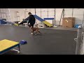 Dog training - Heeling with distraction