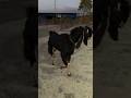 funny goat #funny_goat #short #viral #shortvideo
