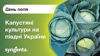 Огляд гібридів Саксесор F1, Агресор F1, Професор F1
