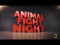Vicious Animal Showdowns | Animal Fight Night S2 MEGA Episode | Nat Geo Animals