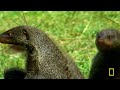 Vicious Animal Showdowns | Animal Fight Night S2 MEGA Episode | Nat Geo Animals