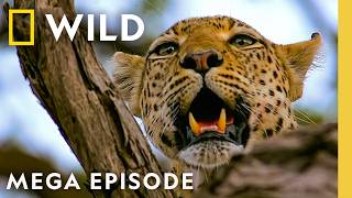 Slayer or Prey: Pistol Shrimp, Lions, & More | Animal Fight Night MEGA Episode | Nat Geo Animals screenshot 1