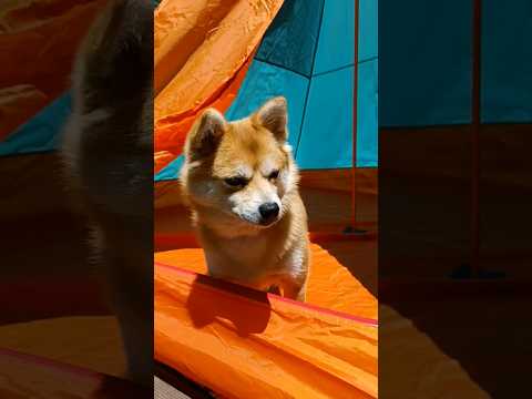 犬とテント【ポメマメこまち】かわいすぎる！テントに犬が入ってみた #dog #cute #chums #outdoors