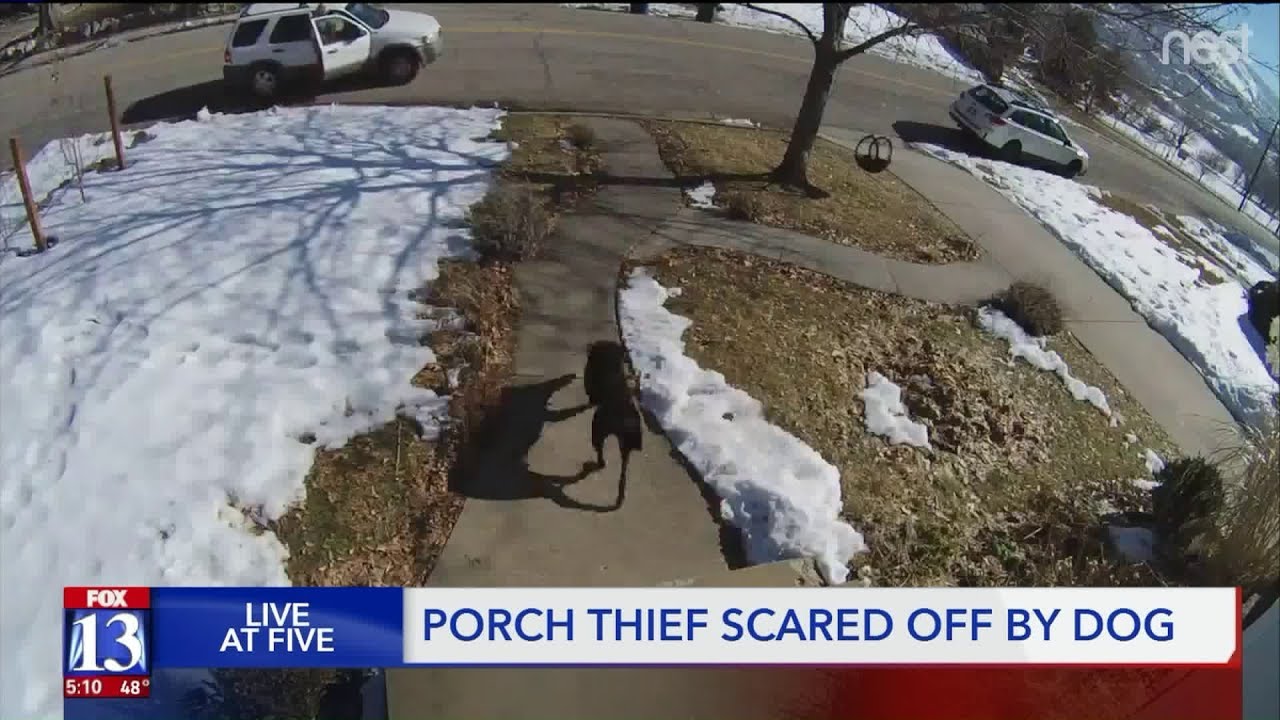 Caught on Video: Family dog foils porch pirates