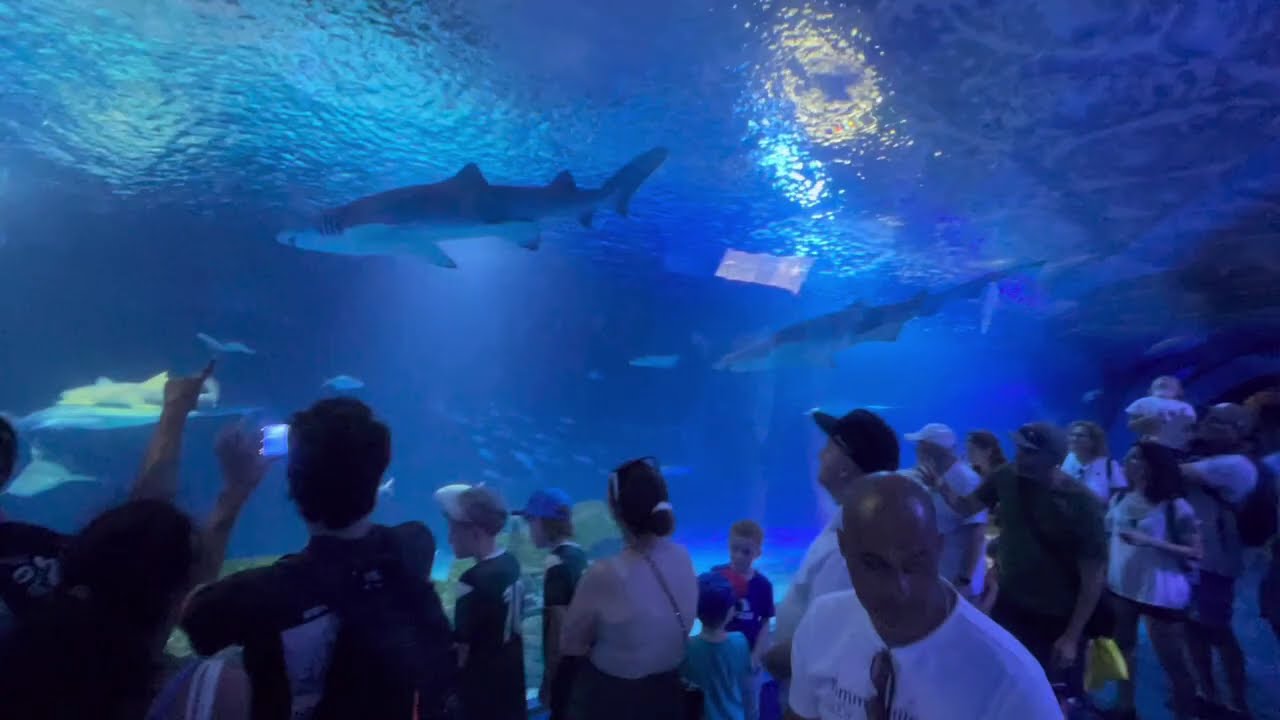 Aquarium 2 Oceanografic Valencia