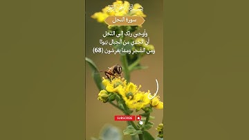 وأوحى ربك إلى النحل أن اتخذي من الجبال بيوتا سورة النحل تلاوة جميلة